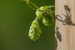 Bière 33cl ipa 74209 : produit de qualité au verger