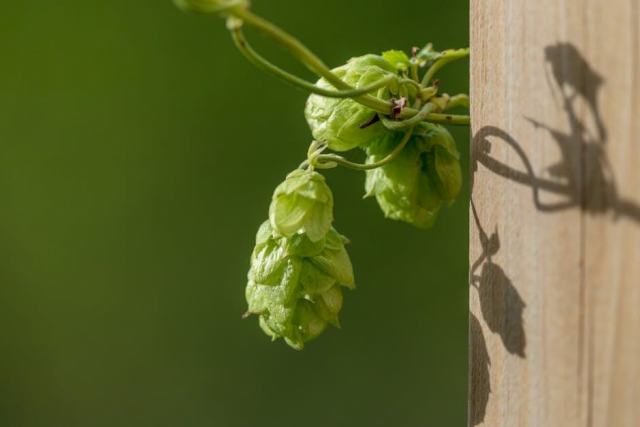 Bière IPA artisanale 33 cl, le houblon généreux et aromatique dans votre verre