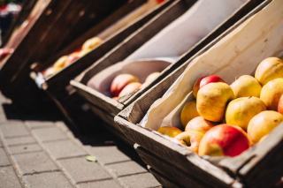 Pommes en réserve pour l'hiver Cageot de pommes rangées sur une seule couche dans un cellier frais