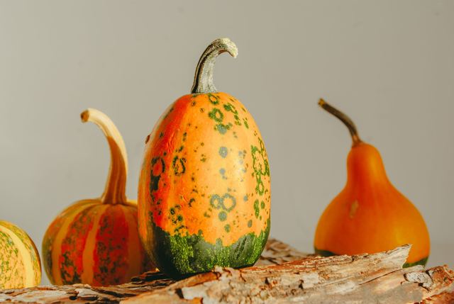 Où et comment ranger courges et potirons pour les garder jusqu'au printemps Où et comment ranger courges et potirons pour les garder jusqu'au printemps