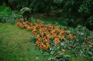 Fruits et légumes pour entreprises, CE et associations