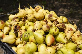 Fruits abîmés : les manger sans risque ou les cuisiner
