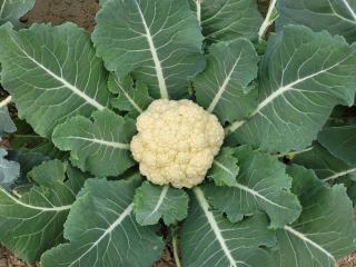 Chou fleur au curry : recette facile et gourmande du verger