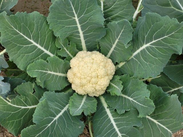Chou-fleur au curry, un plat végétarien savoureux et généreusement épicé Chou-fleur au curry, un plat végétarien savoureux et généreusement épicé