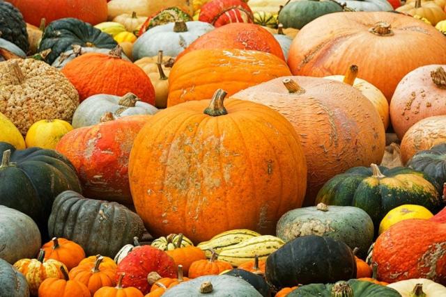 Flan de potiron : quand la courge devient un dessert fondant