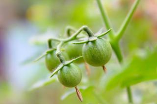 Conserver celeri branche : saison, recettes et conseils au verger