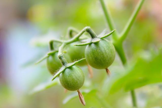 Céleri branche : comment le conserver et le découper Céleri branche : comment le conserver et le découper