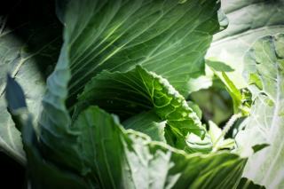 Les vergers de champlain : saison, recettes et conseils au verger