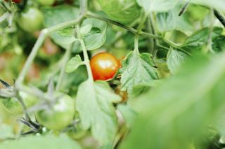 Cornichon : saison, recettes et conseils au verger