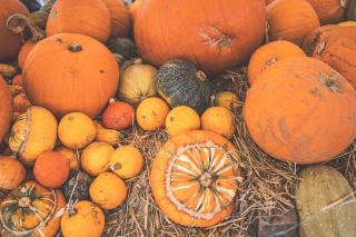 Les vergers de champlain : saison, recettes et conseils au verger