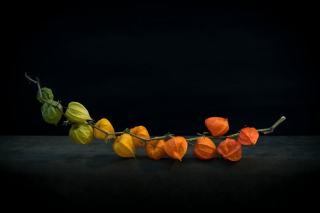 Les vergers de champlain : saison, recettes et conseils au verger