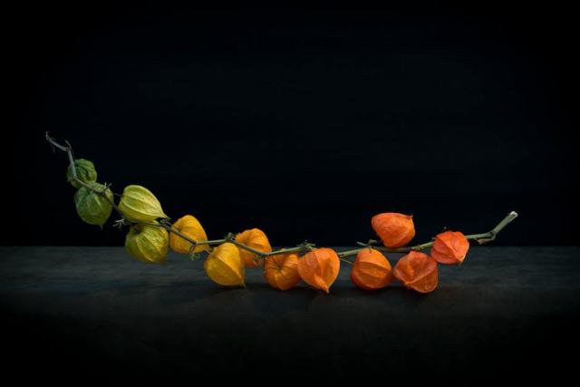 Fève : cueillette et dégustation de la première légumineuse