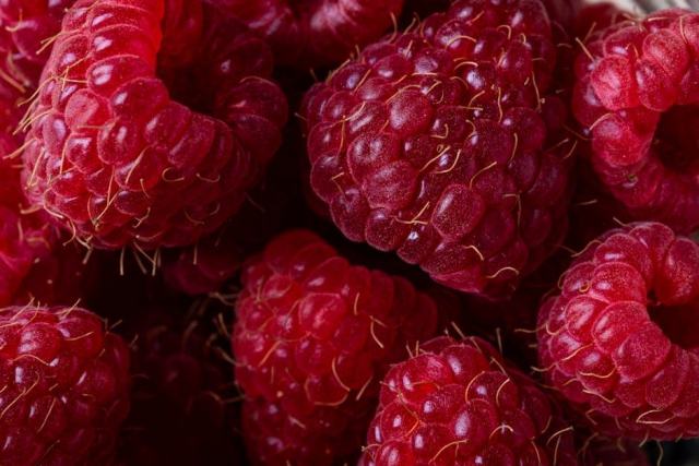 Framboise : cueillette et dégustation en été Framboise : cueillette et dégustation en été