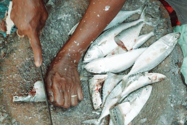 Groseille à maquereau : cueillette et saveurs acidulées