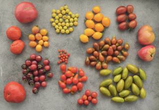 Nectarine : saison, recettes et conseils au verger