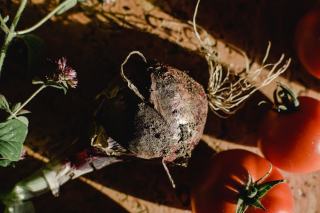 Oignons jaune : saison, recettes et conseils au verger