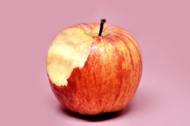 Pomme Jonagold : cueillette d'une variété bicolore Pomme Jonagold : cueillette d'une variété bicolore