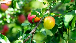 Prune mirabelle : saison, recettes et conseils au verger