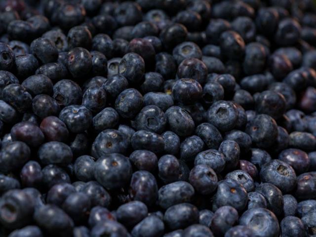 Prune quetsche : cueillette d'un fruit d'automne