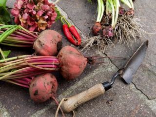 Rutabaga : saison, cueillette et recettes de saison