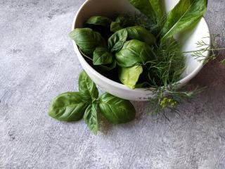 Thym frais : saison, recettes et conseils au verger