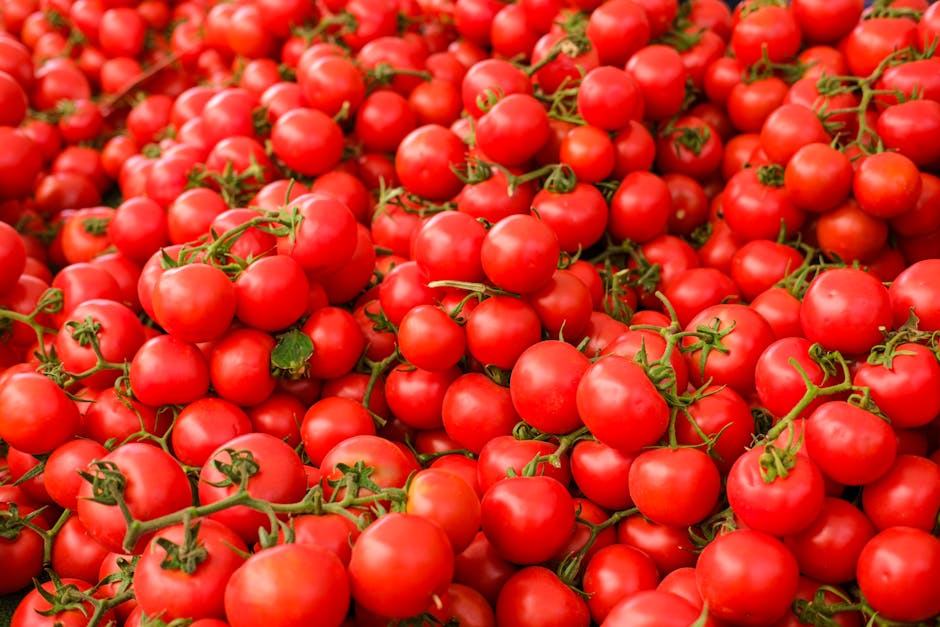 Tomate jaune : variétés, saveurs et culture au potager