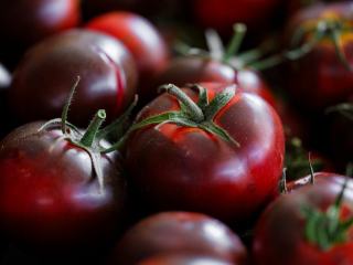 Tomate olivette : saison, recettes et conseils au verger