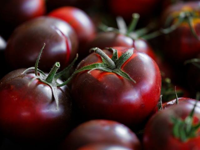 Tomate olivette : cueillette d'une variété charnue