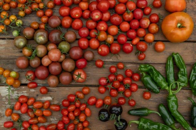 Tomate ronde : cueillette de la variété classique