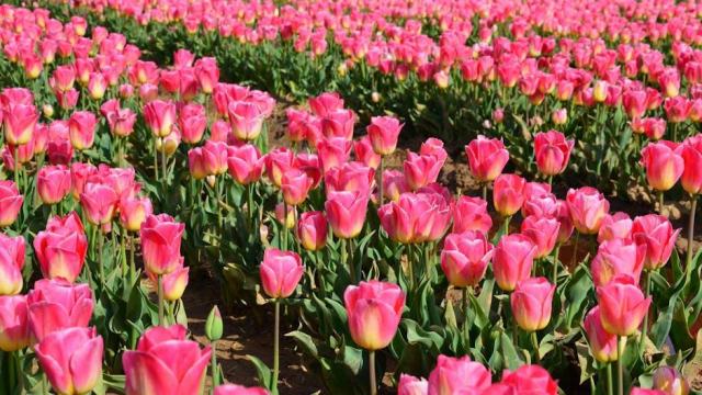 Les tulipes au printemps : un festival de couleurs à ne pas manquer Les tulipes au printemps : un festival de couleurs à ne pas manquer