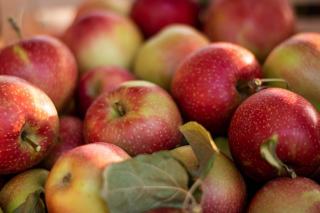 Les légumes de saison : choisir, cuisiner et conserver Les légumes de saison : choisir, cuisiner et conserver