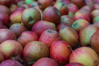 Pomme royal gala : saveurs et qualité aux Vergers de Champlain