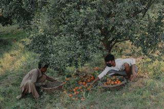 Calendrier de cueillette 2021 : saisons fruits et légumes